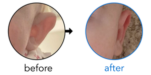 Before-and-after EarBuddies Stick-Out Ears result; started at 3–6 months – Zoe Luscombe