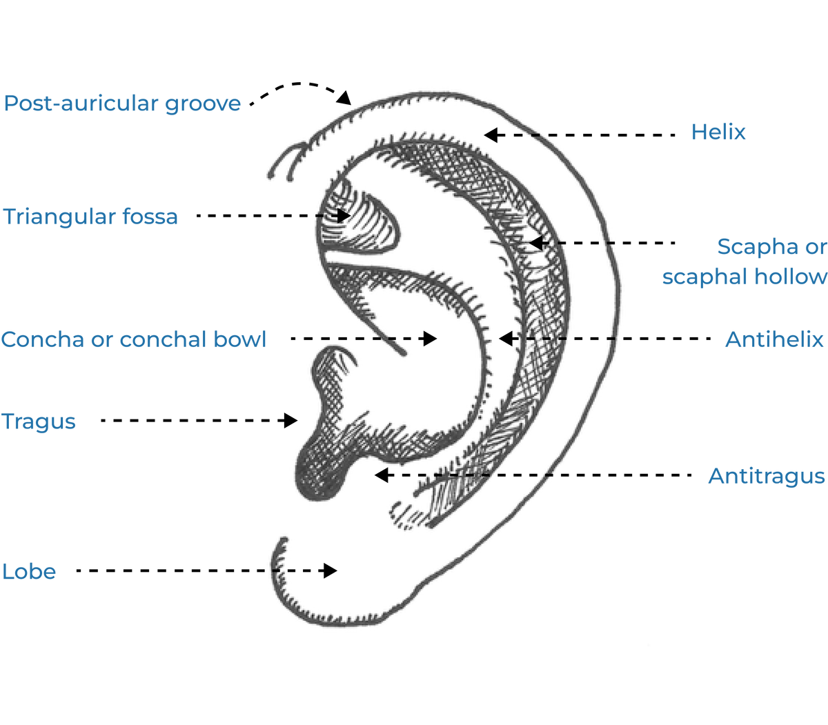 Anatomy of the Ear – EarBuddies